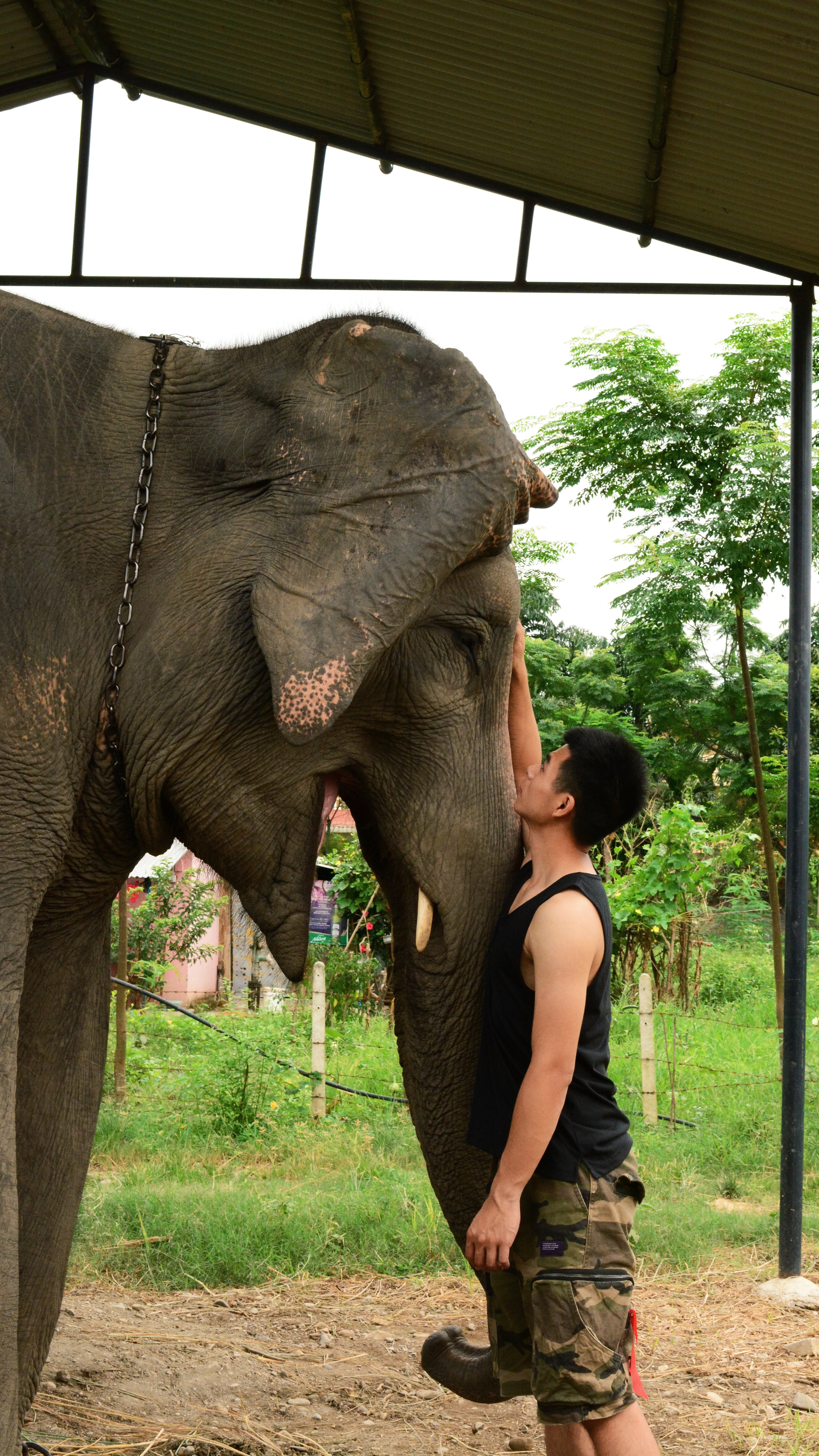 Nepal: Elephant Camp